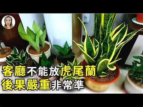 招財風水禁忌擺放虎尾蘭風水|虎尾蘭風水禁忌：從風水學角度告訴你，為什麼這些地。